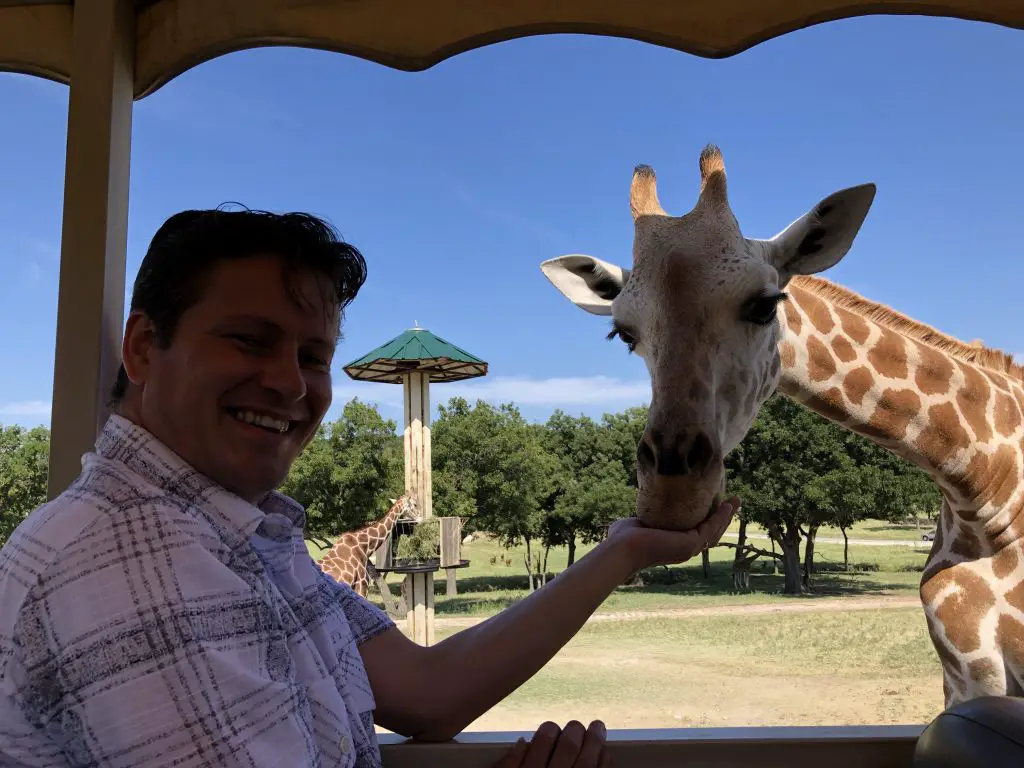 Hand Feeding Giraffes at Fossil Rim Wildlife Center