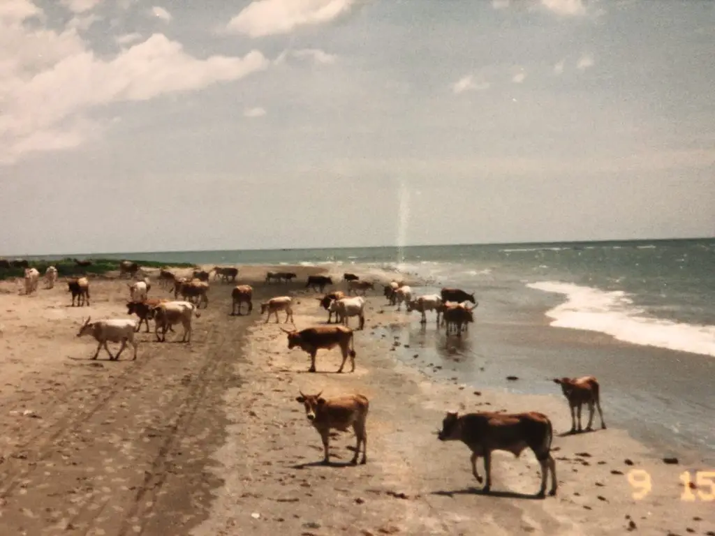 Cows on the beach in The Gambia