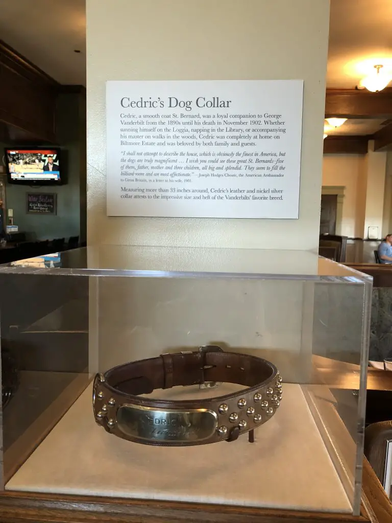 Cedric's collar displayed