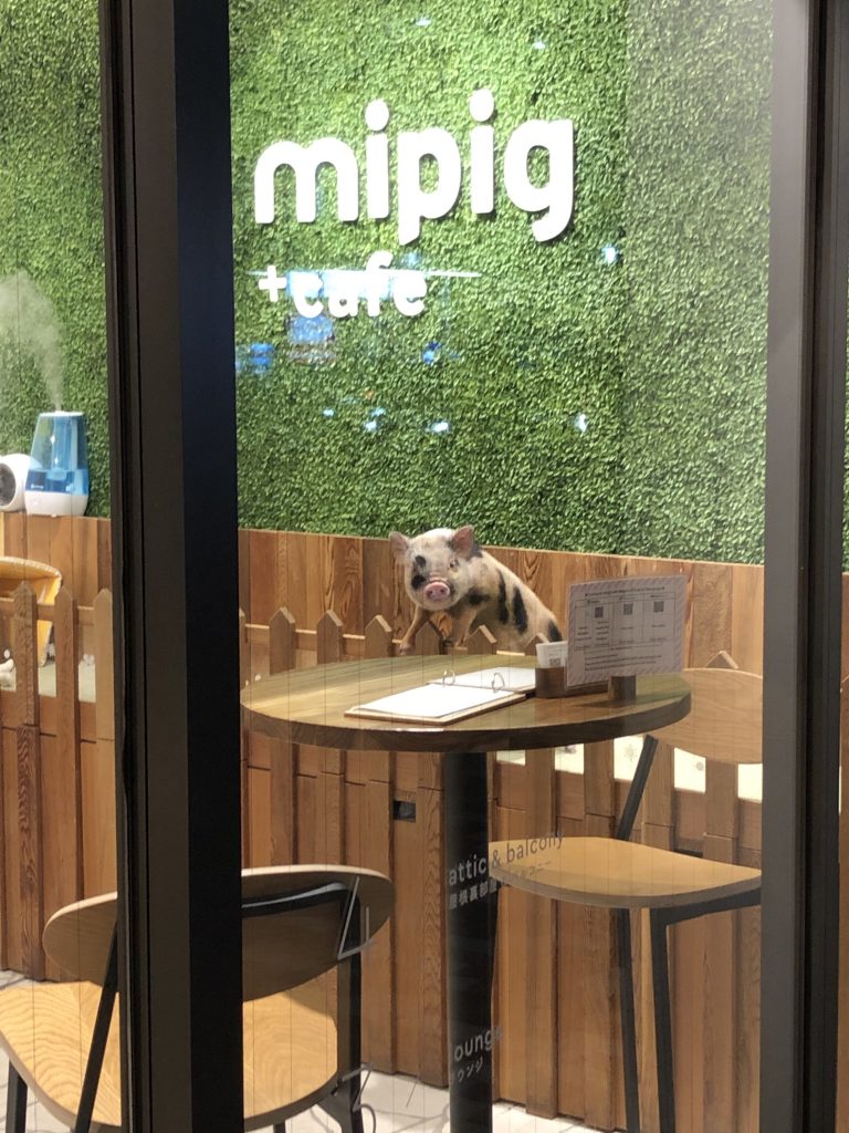 pig at mipig cafe
