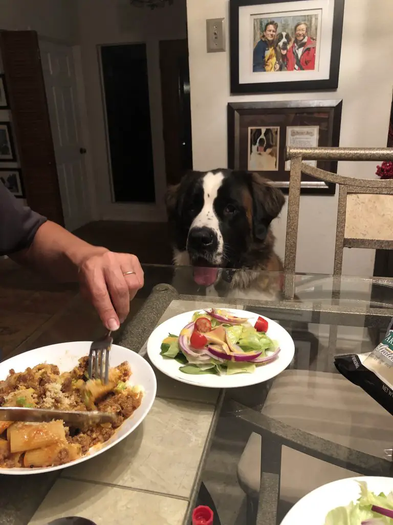 Toby looking at Rigatoni With Sausage