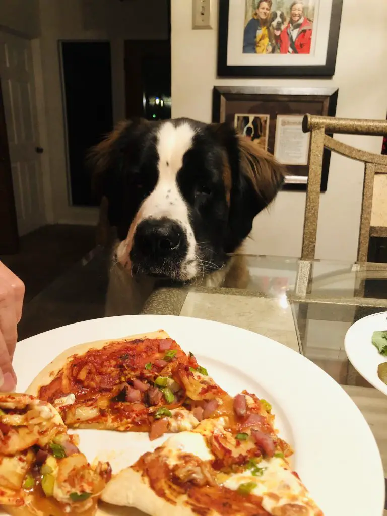 Kimchi Pizza  on a white plate with Toby looking on