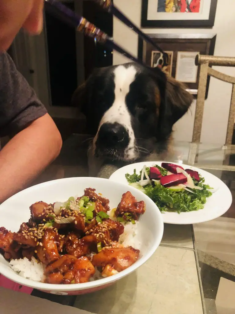 Spicy Chicken Bulgogi with a salad on the side, and Toby looking on 