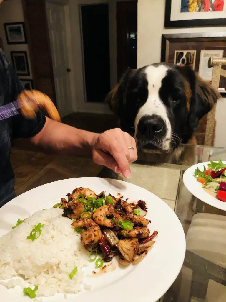 Shrimp With Black Bean Sauce and rice on a white plate with Toby staring at it,  someone's hand is between Toby and the plate and there is a salad on the side