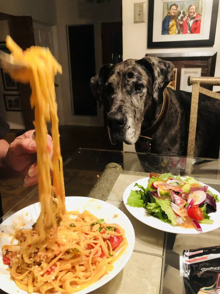 Linguine with red clam sauce with a noodle pull, a side salad, and a Great Dane looking on 
