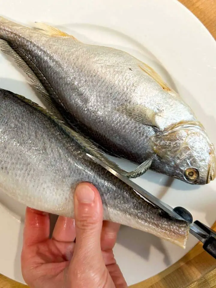 Two corvina fish on a white plate. Someone is holding one of them and is using scissors to cut the fins on the back of the fish off.