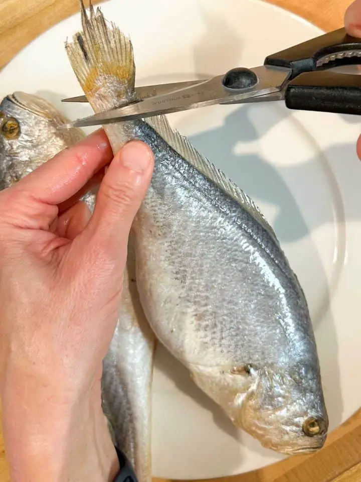 Two corvina on a white plate. Someone is holding one of the fish and using a pair of scissors to cut off the tail fins.