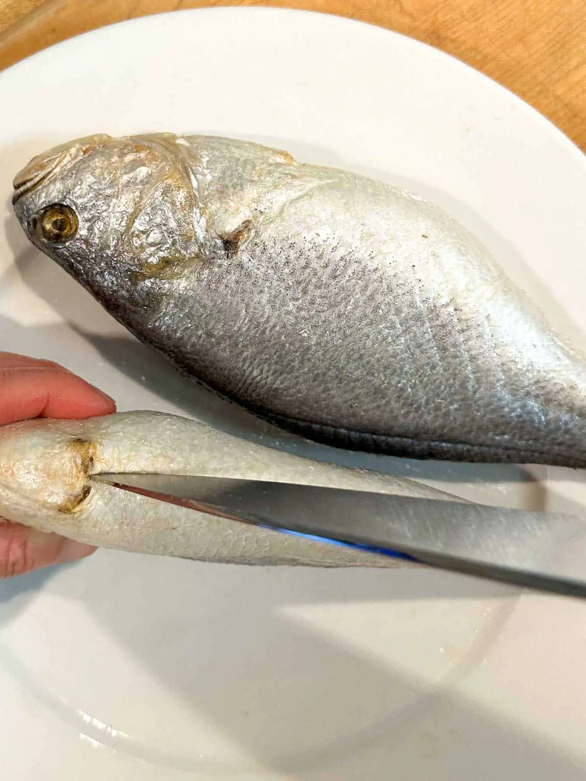Two corvina fish on a white plate. Someone is holding one of the fish and has a knife poised over the fish ready to cut it open to clean out the insides.