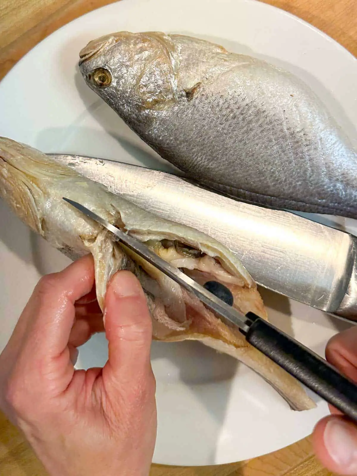 Two corvina fish on a white plate with a knife between the fish. Someone is using a pair of scissors to cut a hard part of the fish located on the underside just below the head.