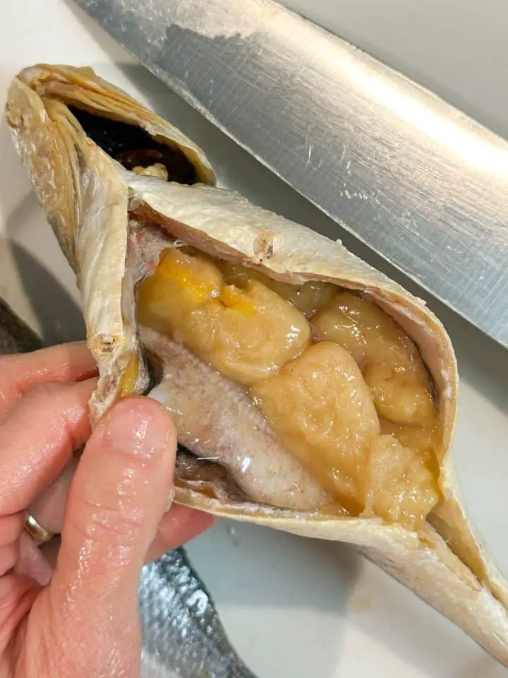 A corvina which has been opened showing its guts and insides. It is being held open by a hand and there is a knife next to the fish.