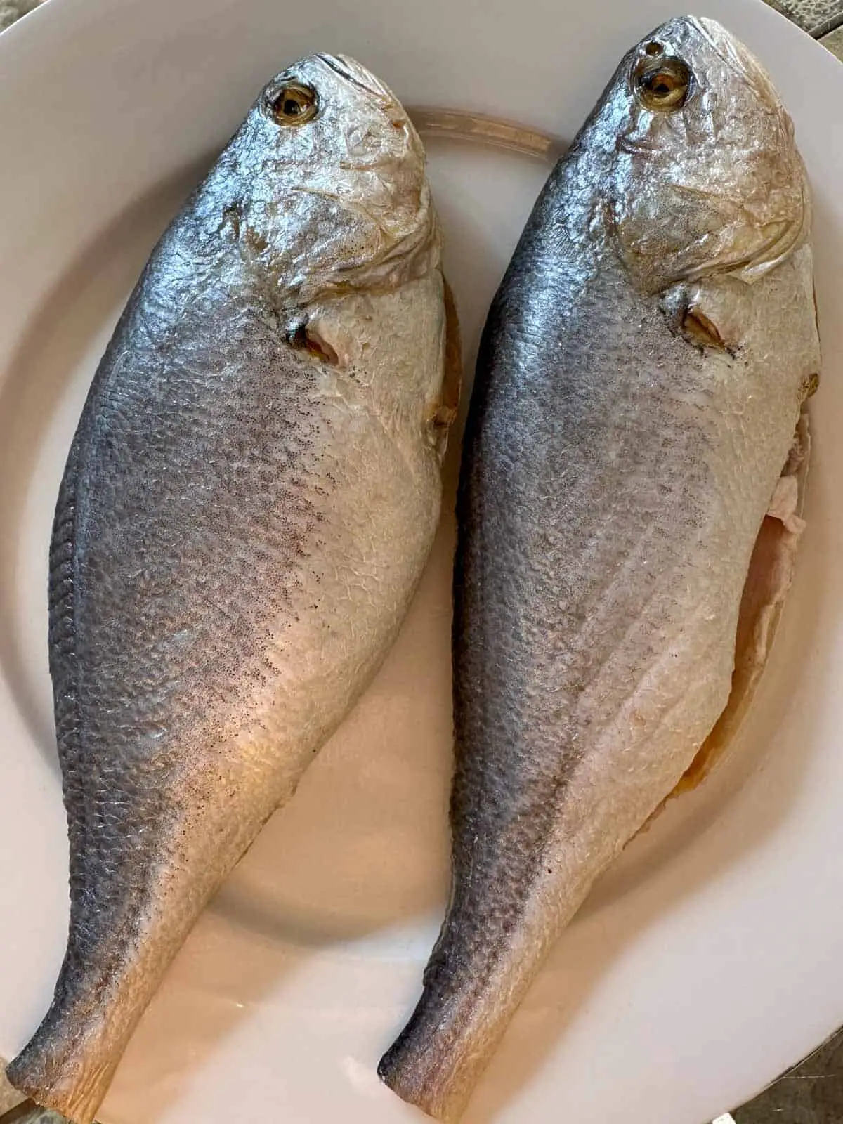 Two corvina on a white plate which have been cleaned and the fins have been cut off.
